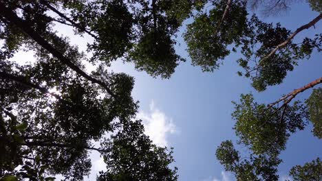 Mirando-Hacia-Arriba-En-El-Bosque-De-árboles-De-Manglares-Por-La-Mañana-Con-La-Llamarada-Del-Sol-Matutino-En-El-Cielo-Azul