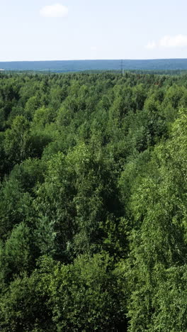 forest canopy view