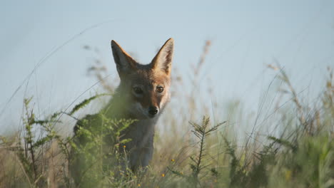 jackal in the african bush looking around in slow motion, close up