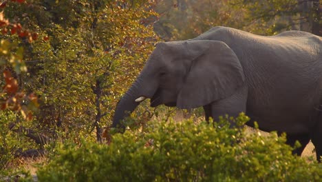 Detail-of-elephant-feeding-in-sunny-day