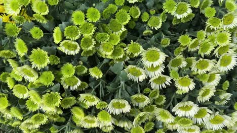 Wunderschöne-Blühende-Gelbe-Chrysanthemenblüten-Mit-Grünen-Blättern-Im-Hintergrund,-Nahaufnahme