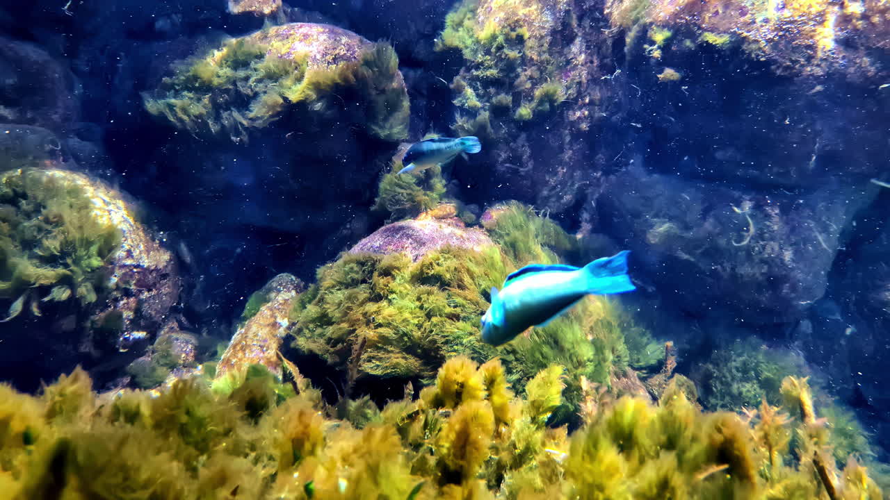 escena submarina con peces de colores y arrecifes de coral