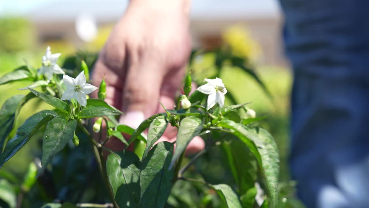 la cámara se centra en una planta de pimienta verde vibrante