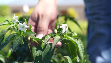 The-camera-focuses-on-a-vibrant-green-pepper-plant