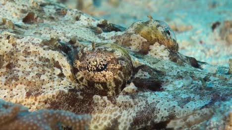 flathead super close up on coral reef in the red sea