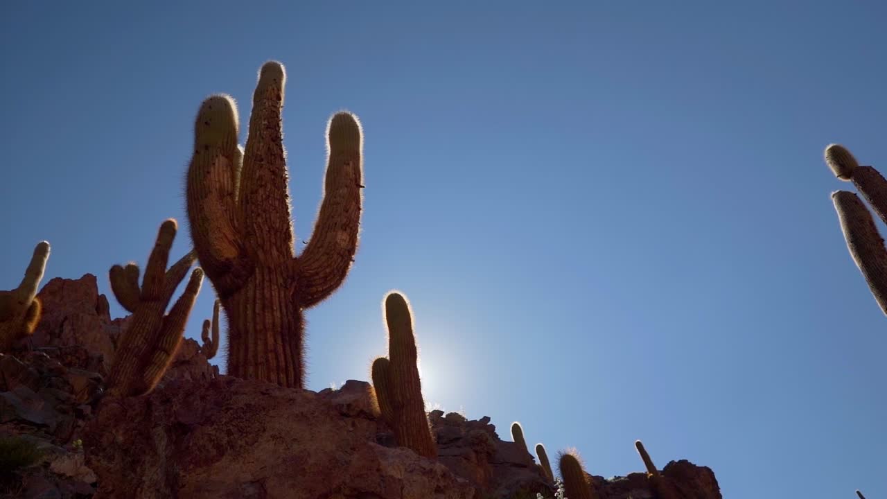 hermoso cactus gigante en un cañón cerca de san pedro de atacama en el desierto de atacama, norte de chile, sudamérica