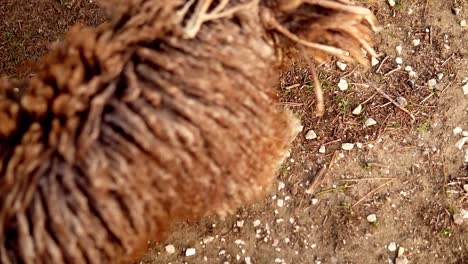 Top-down-slow-motion-shot-of-a-water-dog-walking-on-a-trail-path