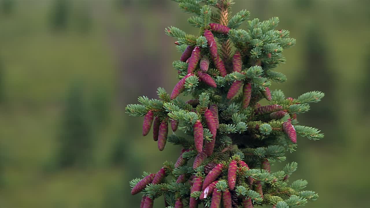 Spruce tree with reddish cones against soft green backdrop in wild Alaska