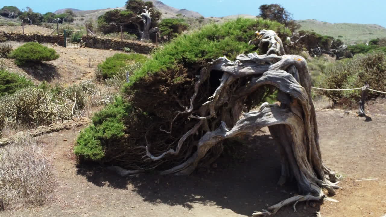 Old dry tree with white wood bent to the ground, overgrown with greenery - Hierro island, Spain