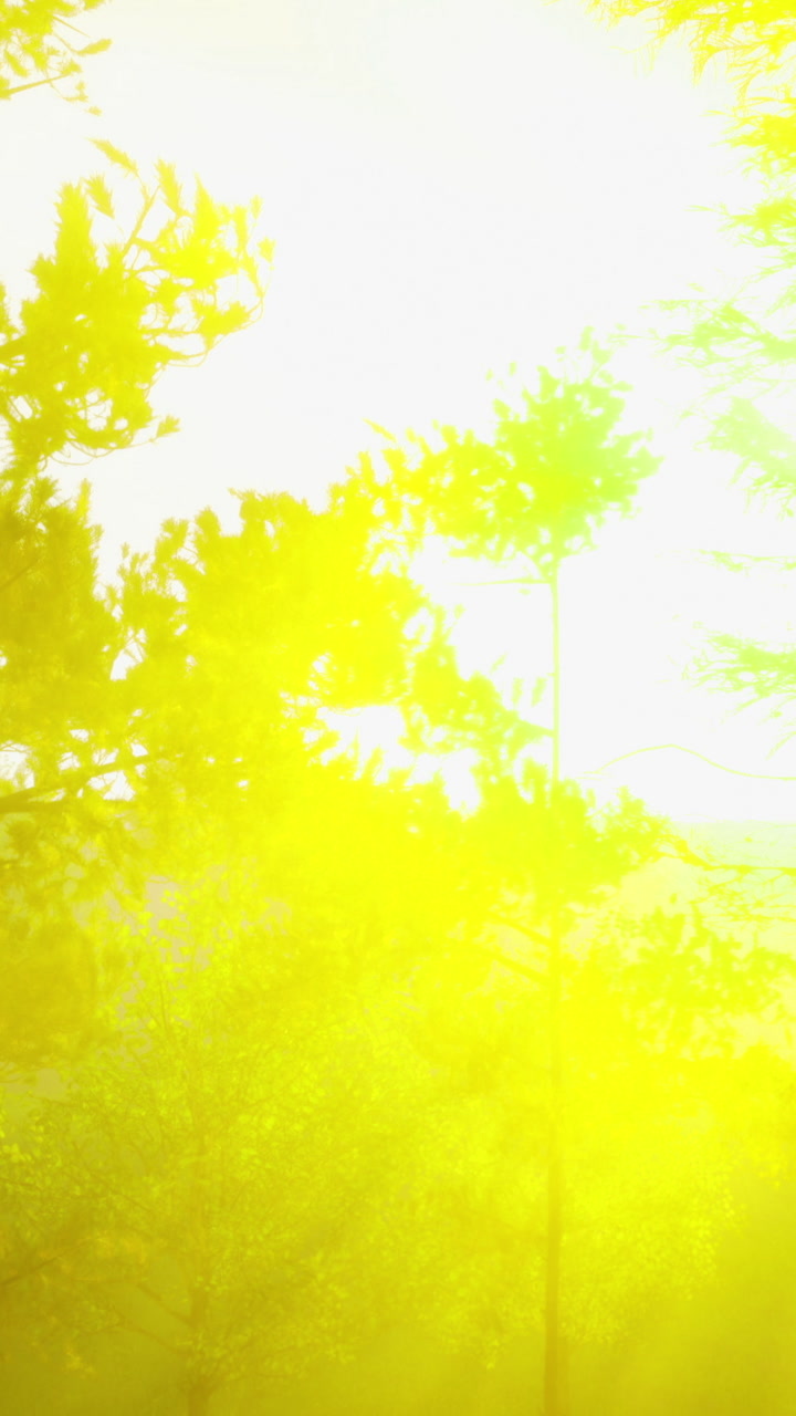 Luce solare che filtra tra gli alberi in una foresta durante il giorno