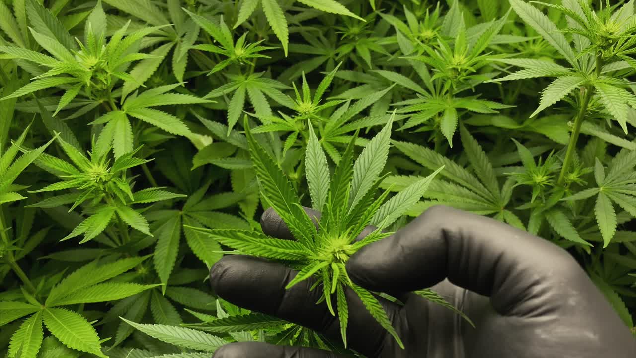 검은색 라텍스 장갑을 낀 손은 식물성 단계에서 아주 어린 마리화나 식물을 확인하고, 위에서 중간 샷