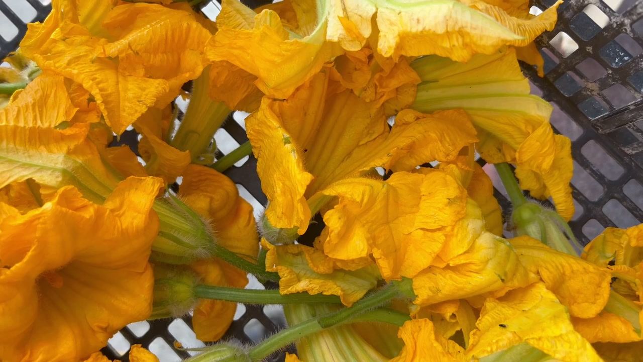 Flor de abóbora, um elemento essencial na culinária mexicana