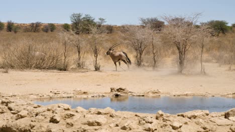 Zwei-Spießböcke-Fliehen-Schnell-Aus-Einem-Wasserloch-In-Der-Nähe-Der-Nossob-Region-In-Südafrika