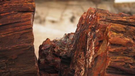 wood log at petrified forest national park in arizona, close up static shot