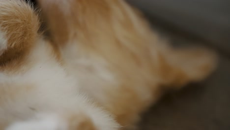 close up of cute playful puppy from a local family in ecuador