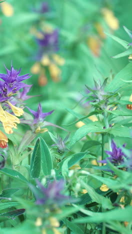 purple and yellow wildflowers