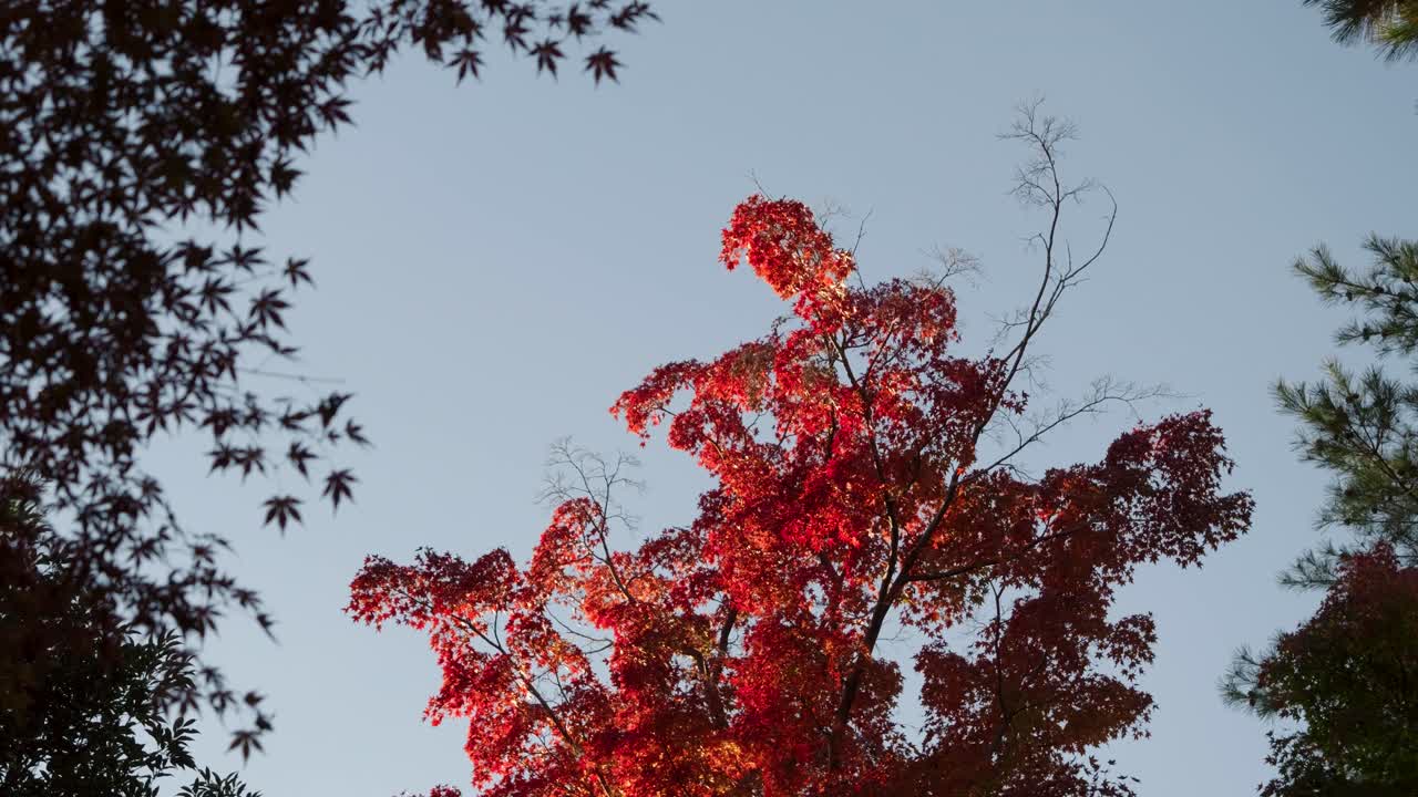 푸른 하늘을 배경으로 은 메이플 잎의 일몰 클로즈업