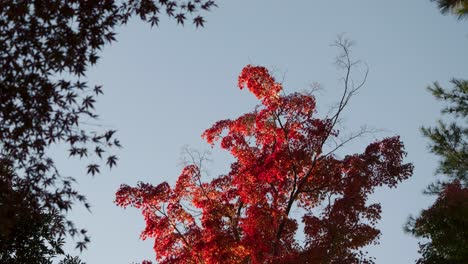 sunset close up of red maple leaves against blue sky
