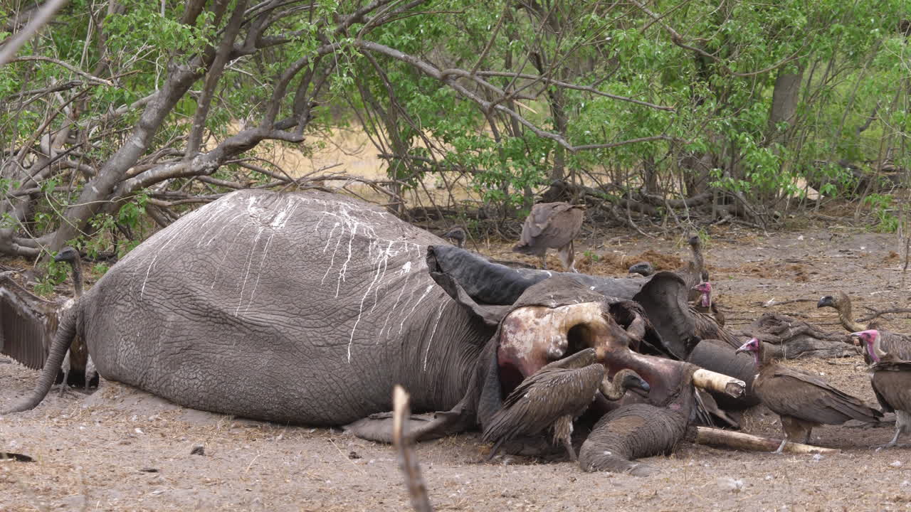 독수리 무리가 아프리카에서 죽은 코끼리를 쪼아먹다