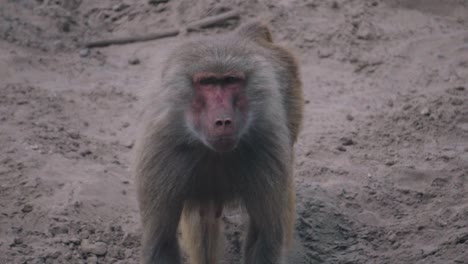 chacma baboon  or cape baboon walking close-up view