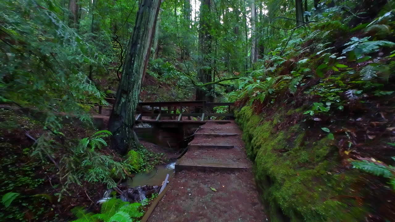 sendero de senderismo en el bosque de muir con árboles masivos, dolly hacia adelante