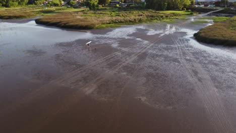 Luftaufnahme-Eines-Mannes-Mit-Surfbrett-Und-Hund,-Der-Nach-Dem-Surfen-Auf-Der-Flussplatte-Bei-Sonnenuntergang-Zum-Festland-Geht---Meister,-Der-Bei-Ebbe-Mit-Hund-Im-Flussschlamm-Läuft