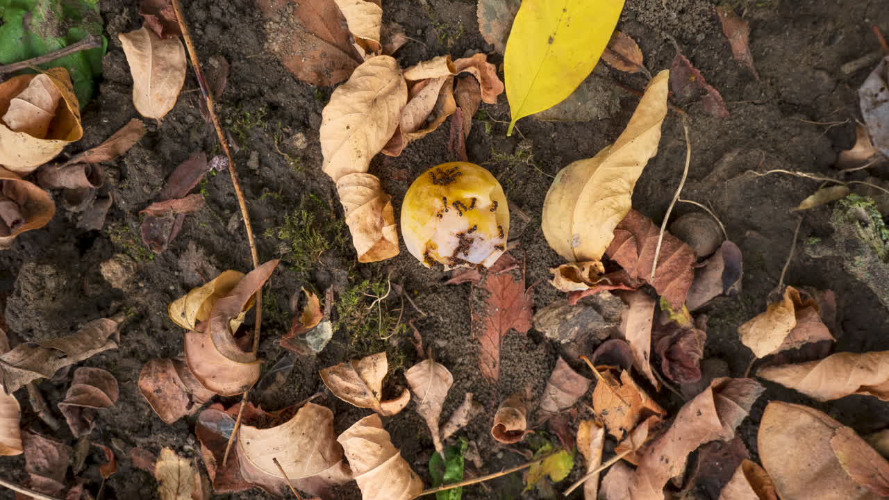 정원에서 익은 노란색 베리를 먹는 개미