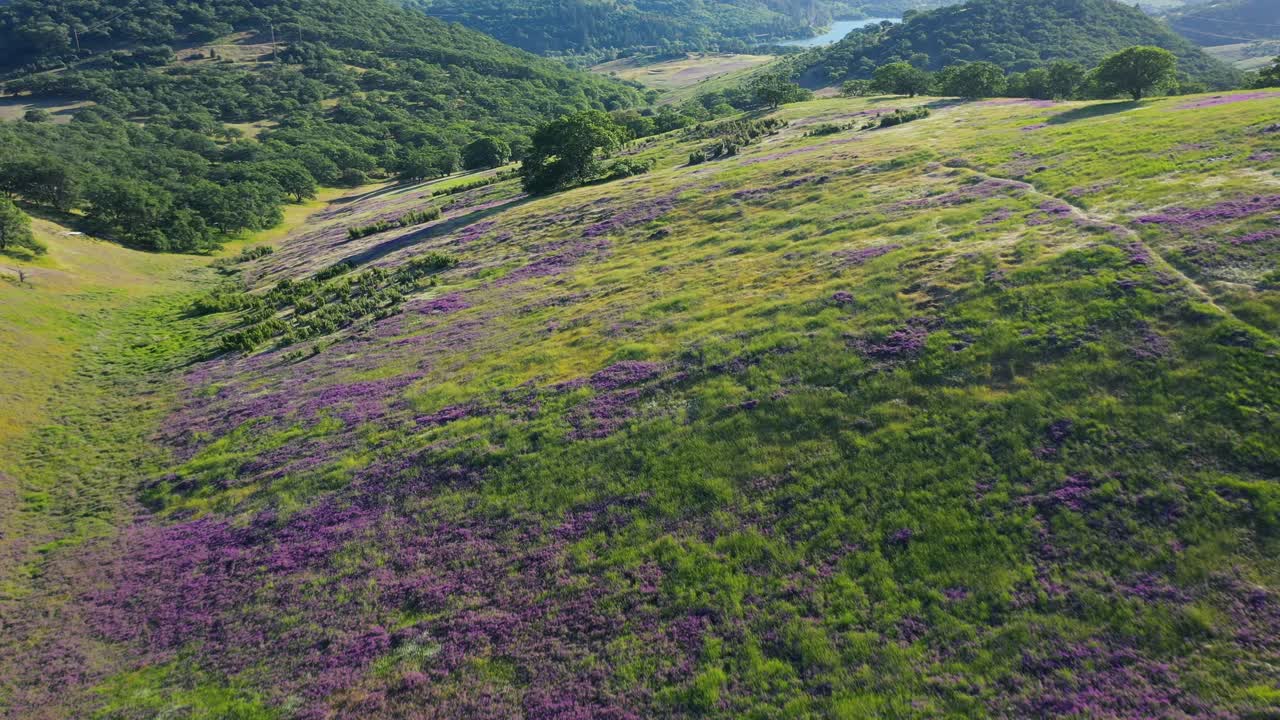 Luchtfoto van uitlopers in Zuid-Oregon bedekt met bloeiende wikkeplanten