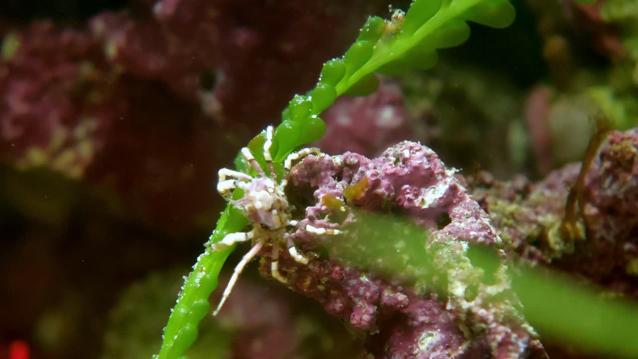 macro shot of a tiny camouflaged crab on a green blade of seagrass