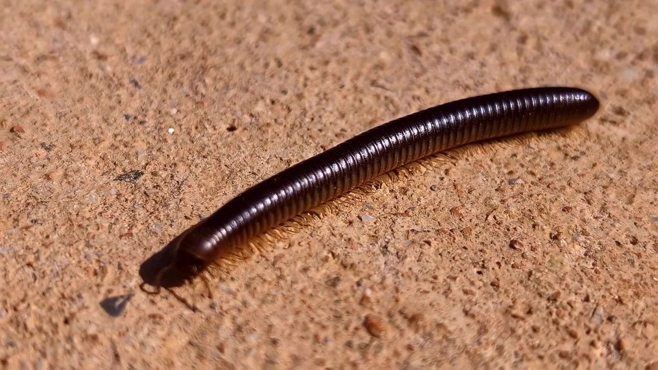 Primo piano di un millepiedi che si muove su una superficie di sabbia asciutta, nessuna persona visibile.