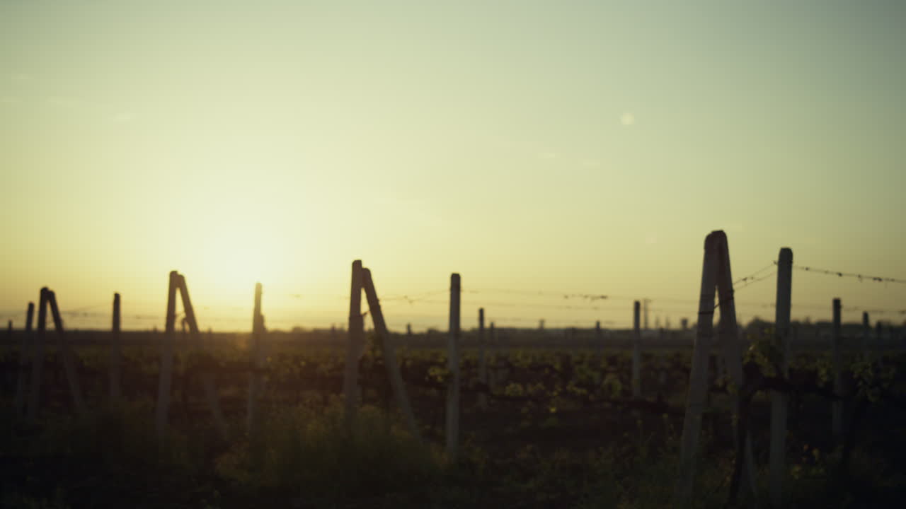 Splendido tramonto su una piantagione di viti in estate. Cielo giallo sopra la campagna viticola