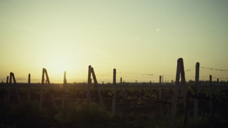 Wunderschöne-Weinrebenplantage-Bei-Sonnenuntergang-Im-Sommer.-Gelber-Himmel-über-Weinrebenland.