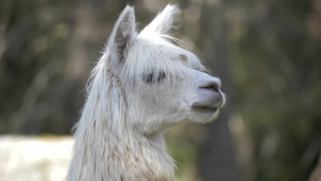 white wild alpaca surrounded by green trees - static close up shot in 4k