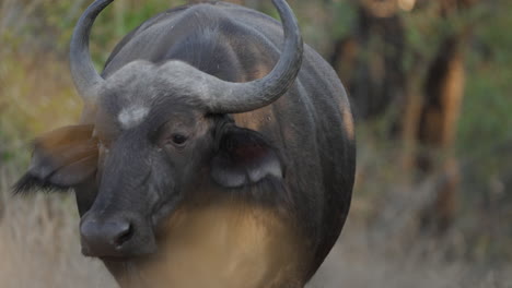 african buffalo portrait