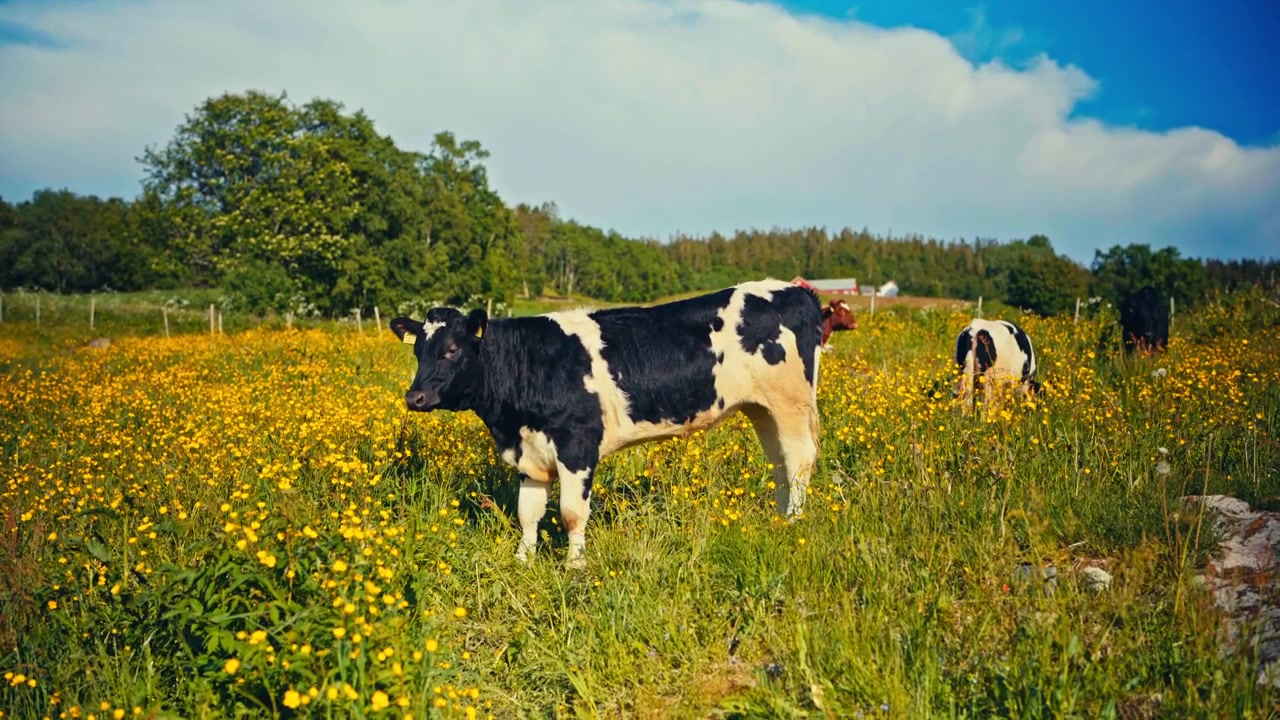 Bovini al pascolo in un campo di una fattoria nella Norvegia rurale, circondati da campi verdi e un paesaggio di campagna