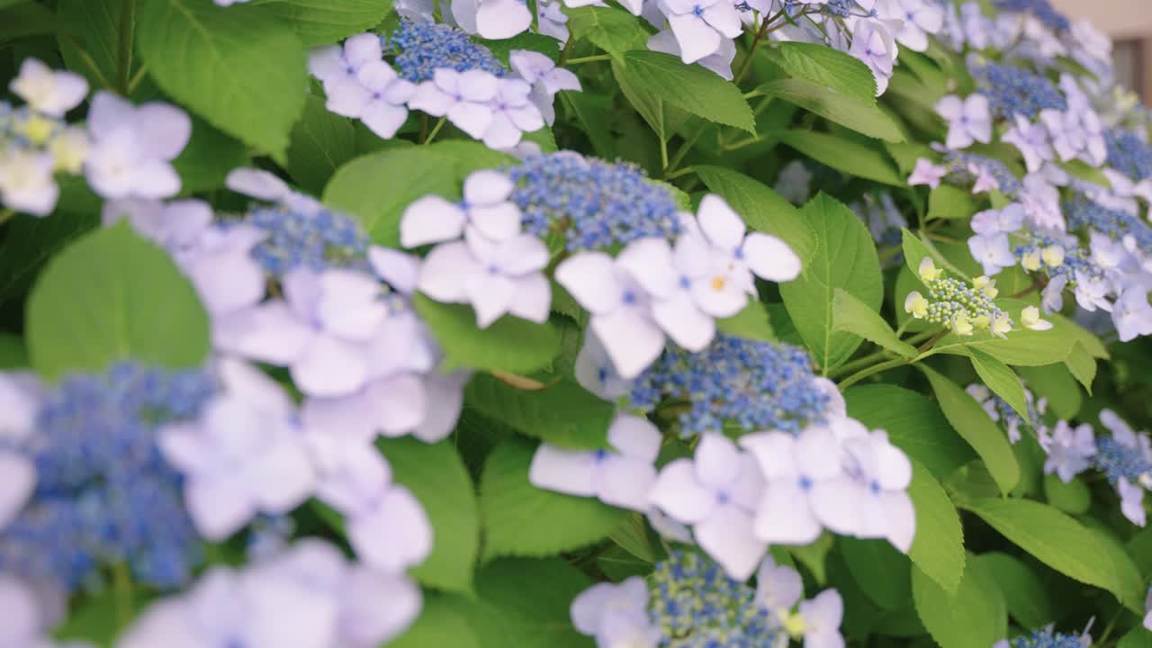 Ajisai Flowers, Japanese Hydrangea Blooming in Early Summer