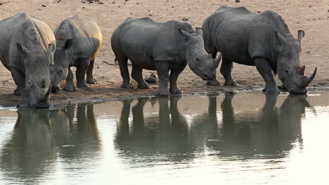 Group-of-White-Rhino-Drinking-at-a-Waterhole,-Timbavati-Nature-Reserve