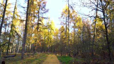 walking on trail in autumnal forest with colorful trees on sunny day