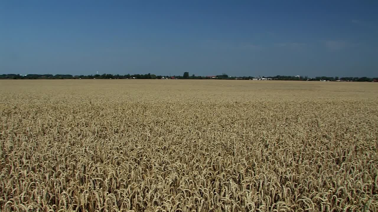 big pan shot de campo de trigo en magdeburger boerde unos minutos antes de la cosecha, alemania