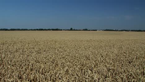 Großer-Schwenk-über-Das-Weizenfeld-In-Der-Magdeburger-Börde-Wenige-Minuten-Vor-Der-Ernte,-Deutschland