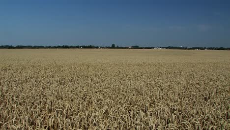 big pan shot de campo de trigo en magdeburger boerde unos minutos antes de la cosecha, alemania