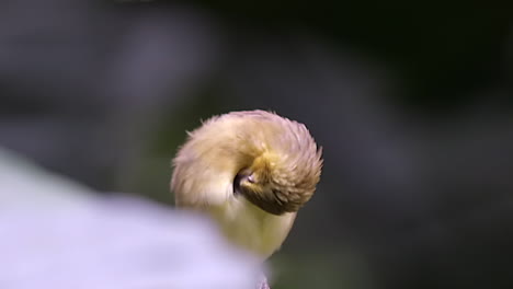 A-small,-cute-yellow-bellied-Weaver-bird-grooming-it's-chest-feathers-while-perched-on-a-tree-branch---Front-Close-up