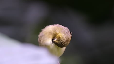 a small, cute yellow bellied weaver bird grooming it's chest feathers while perched on a tree branch - front close up