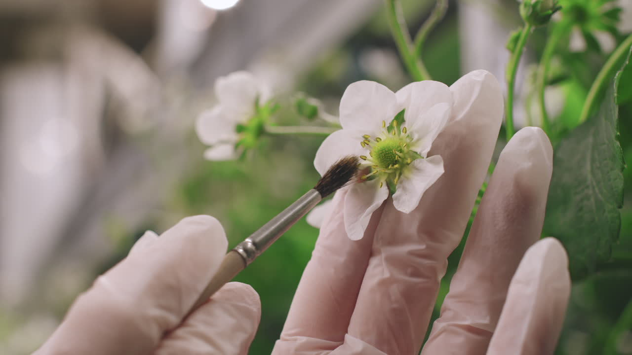 Close-up of a flower being touched with a brush