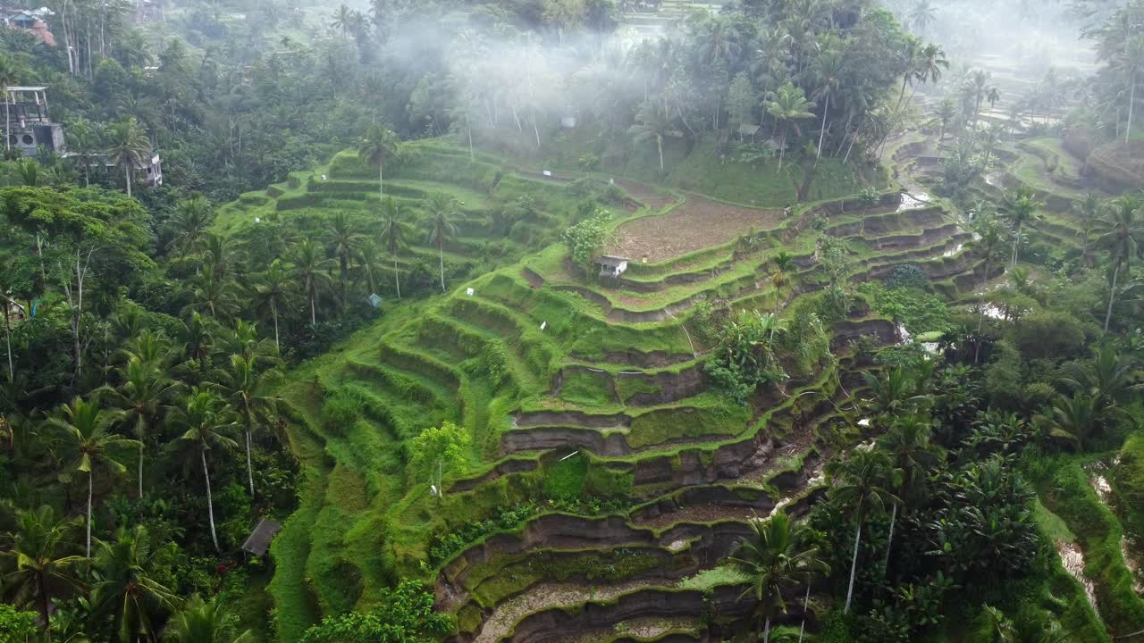 imágenes aéreas de drones en 4k: mañana brumosa y serena en las terrazas de arroz de tegalalang, ubud, bali