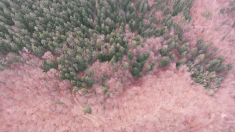 areal drone shot of a green spruce and gray larch forest