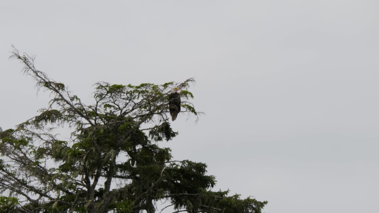 Bald Eagle sitting on a branch of a tree, Sitka, Alaska