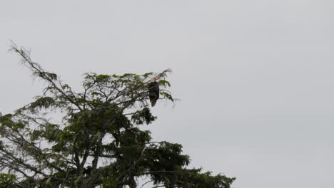 bald eagle sitting on a branch of a tree, sitka, alaska