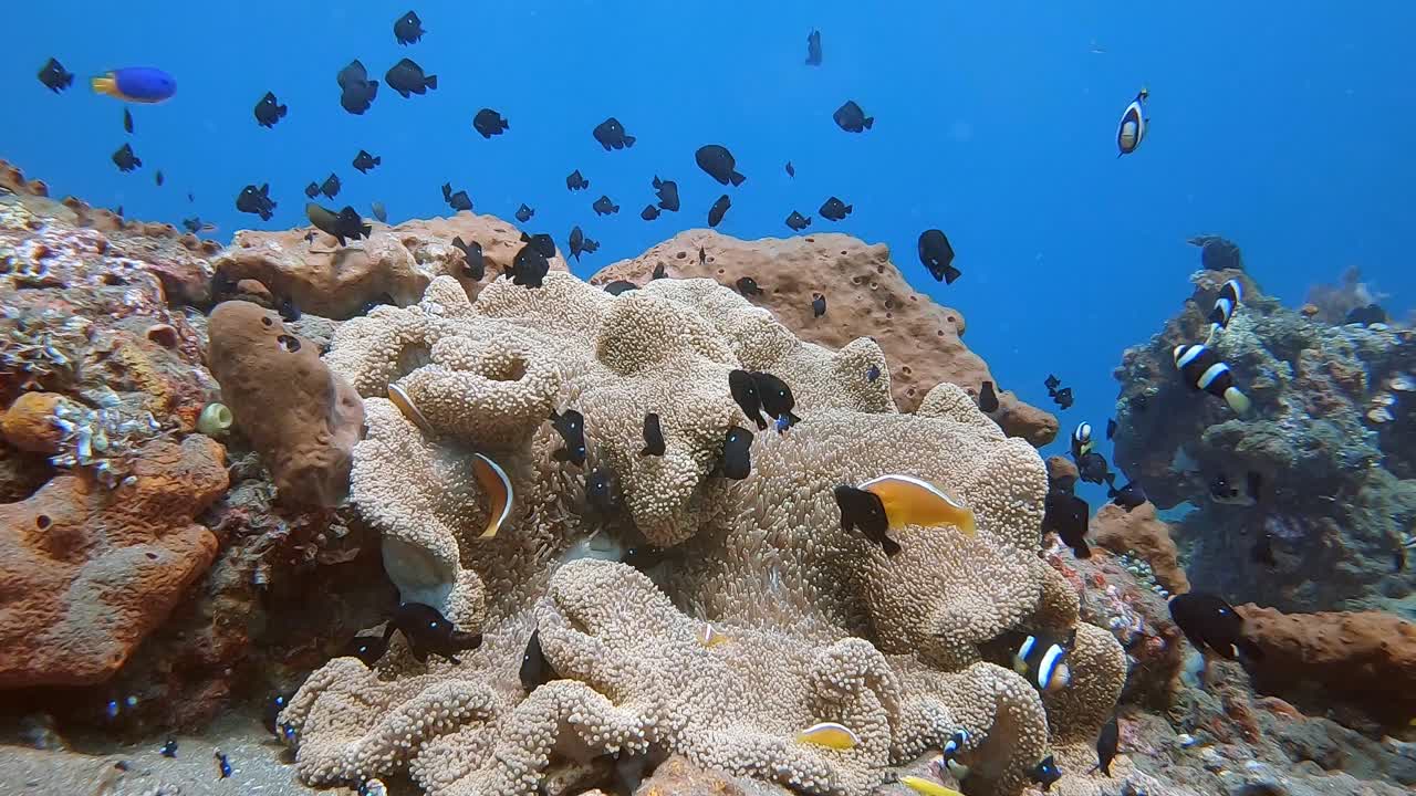pez anémona nadando y protegiendo su hogar anémona en un arrecife de coral tropical