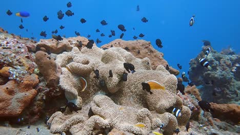 anemone fish swimming around and protecting their anemone home on a tropical coral reef